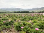 芍药