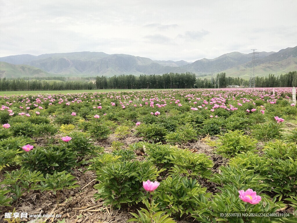 芍药