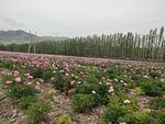 芍药花