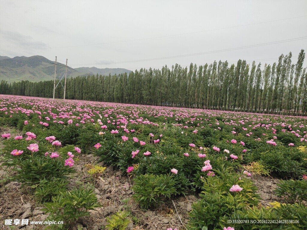 芍药花