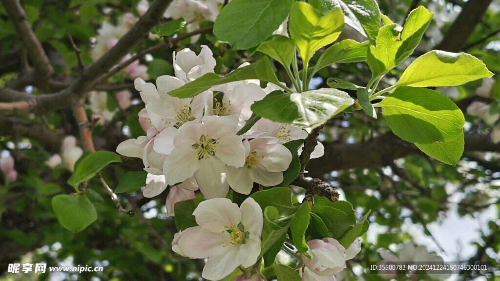 苹果花