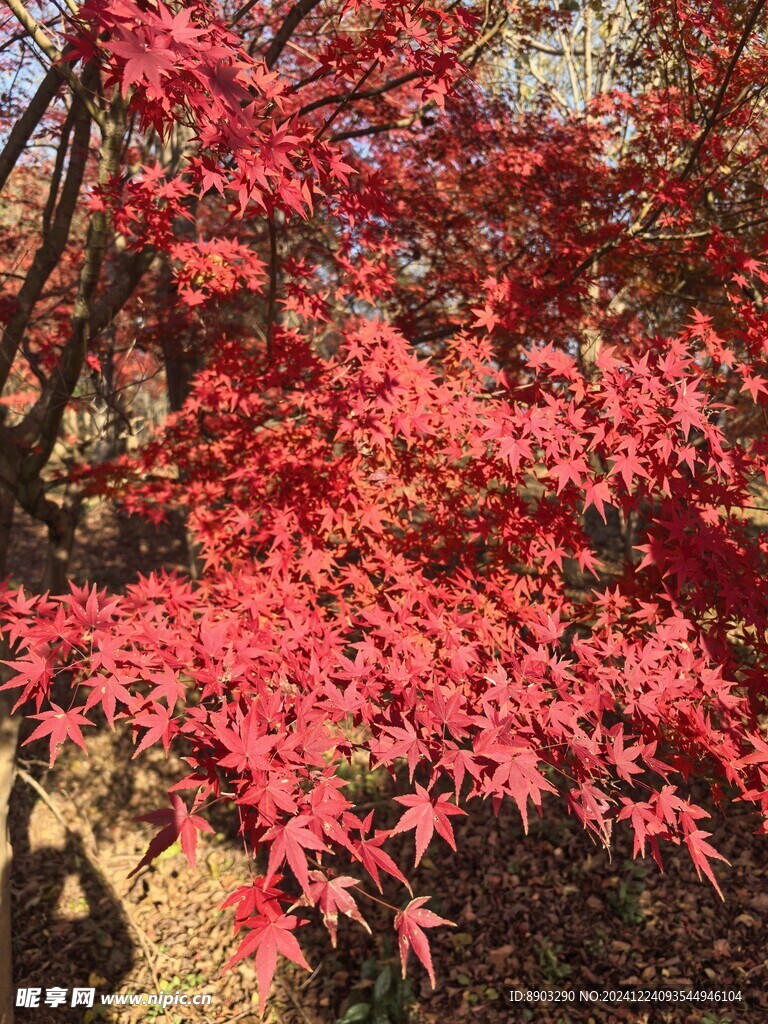 红色枫叶