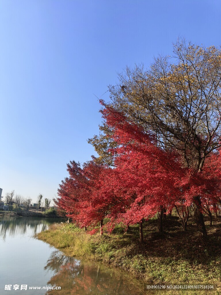 冬日红枫