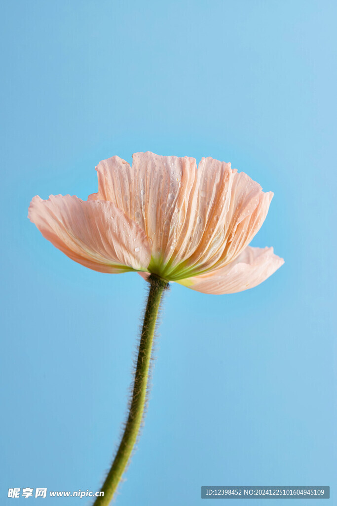 虞美人鲜花