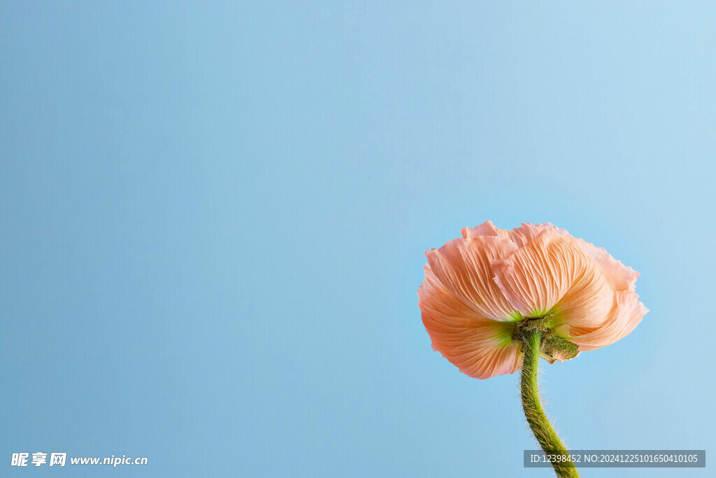 虞美人鲜花