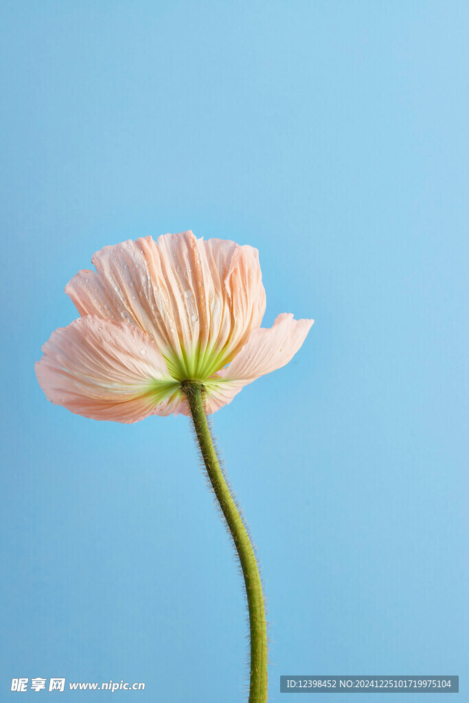 虞美人鲜花