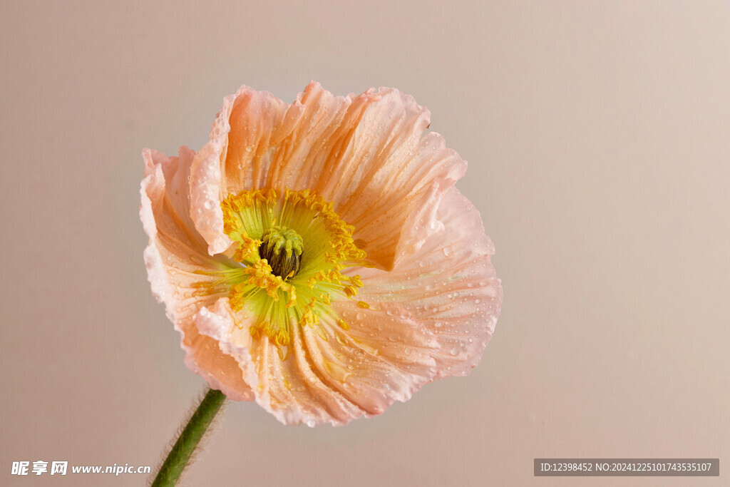 虞美人鲜花