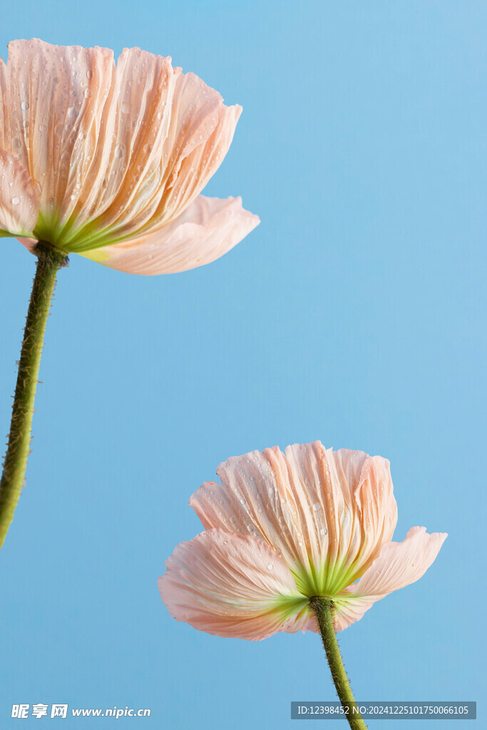 虞美人鲜花