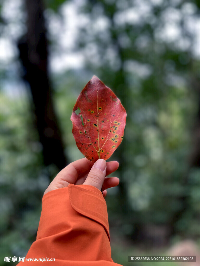 秋叶