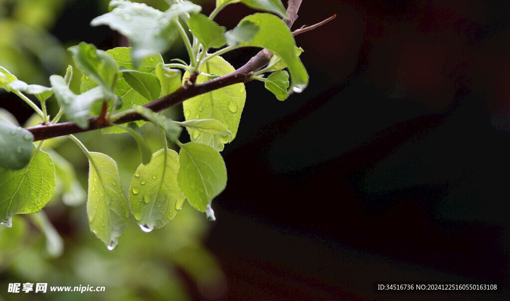 雨后海棠叶