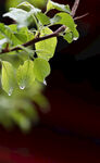 雨后树叶