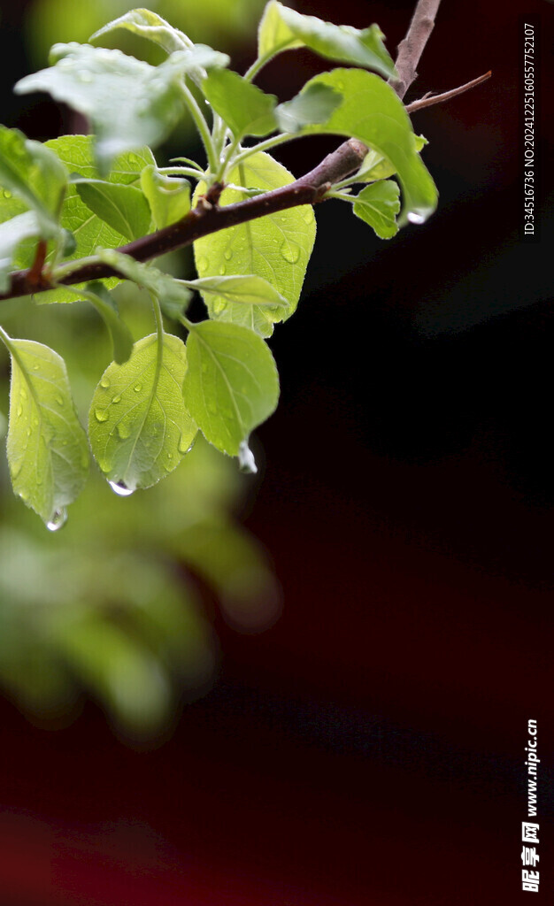 雨后树叶