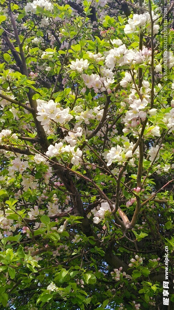 苹果花