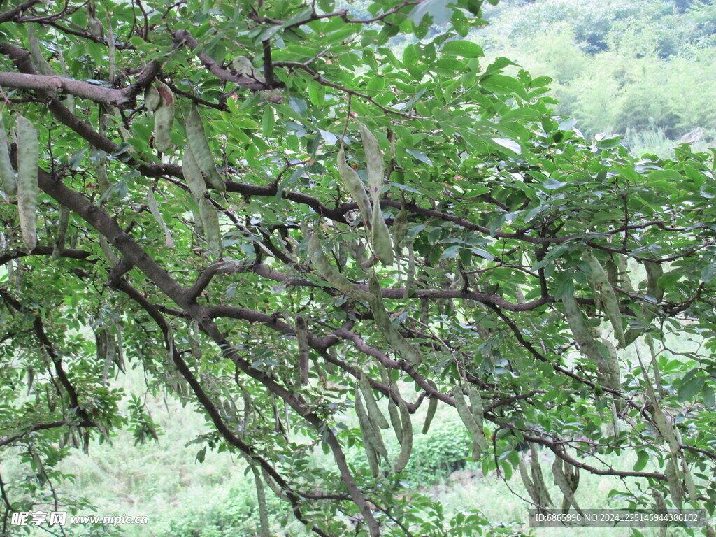 皂荚