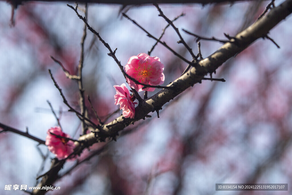 梅花