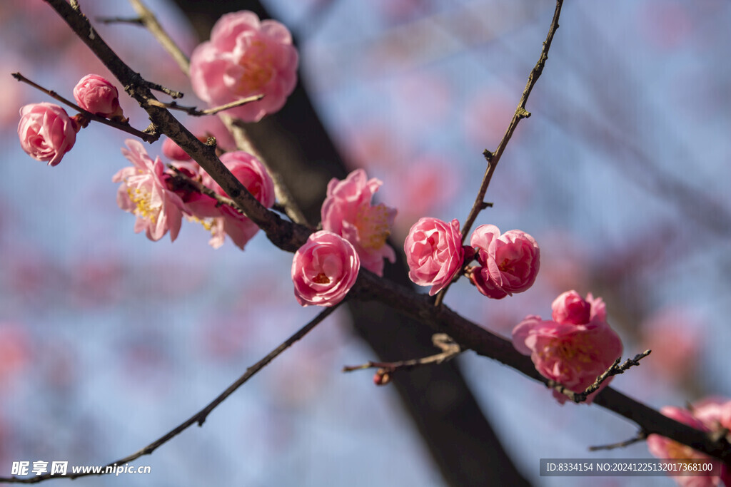 梅花