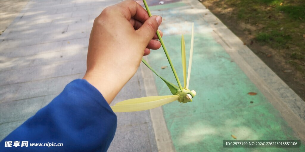 编制蜻蜓