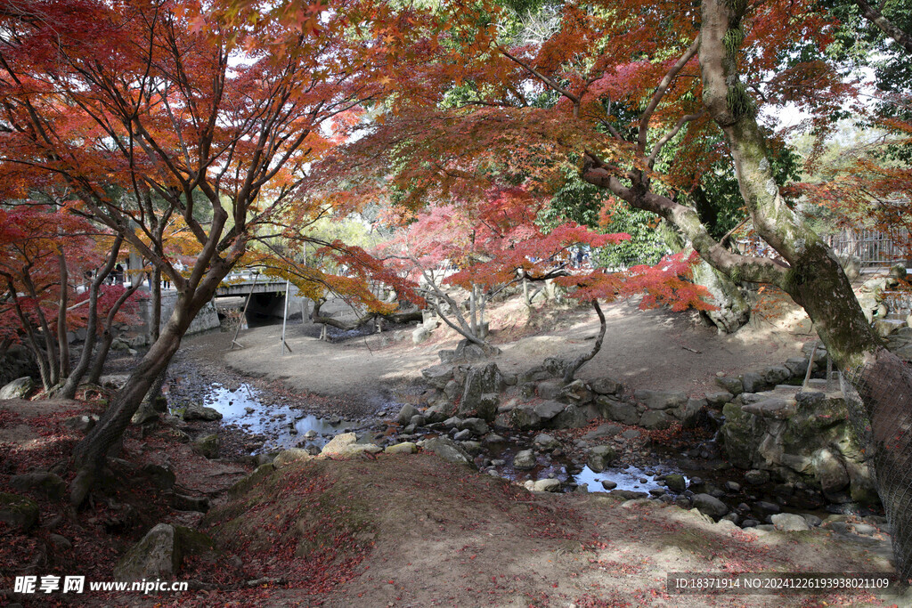 奈良公园秋景