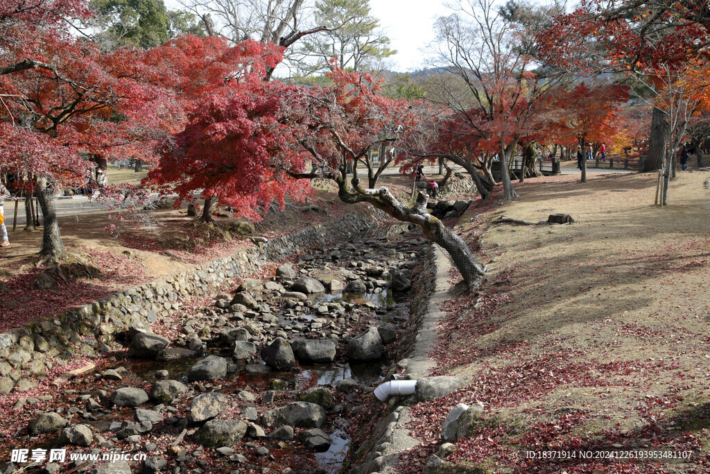 奈良公园秋景