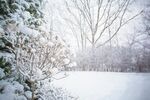 冬季雪景