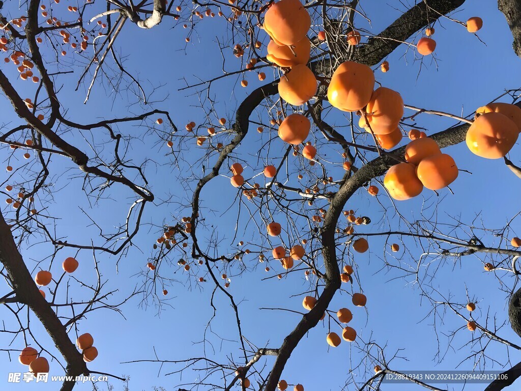 冬日风景柿子树