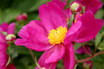 芍药