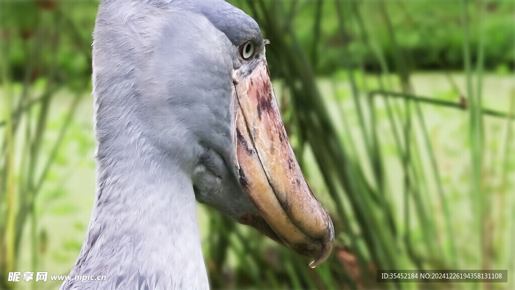 鲸头鹳