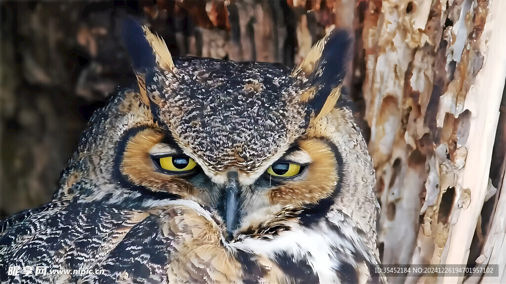 猫头鹰