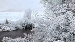 积雪的树林