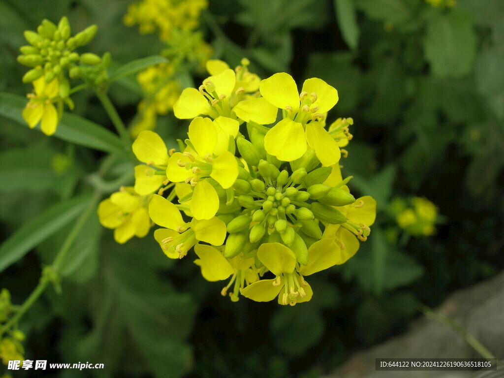 菜花