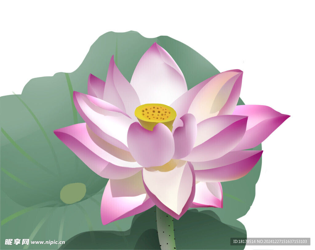 荷花莲花