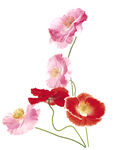 定位花