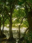 海边红树林风景