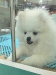 小狗