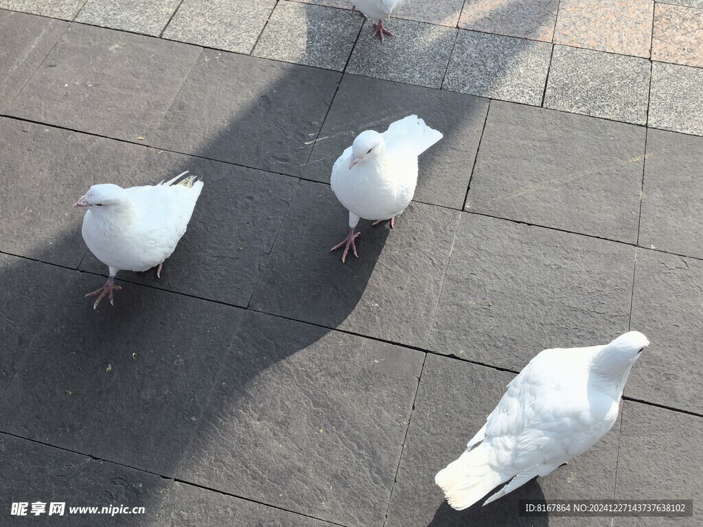 鸽子