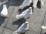 白鸽