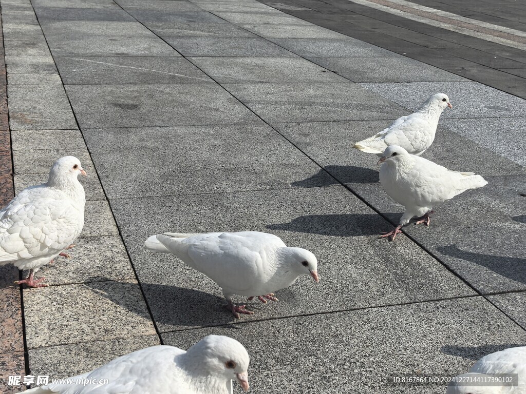 一群白鸽