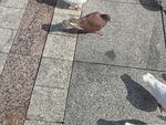 鸽子