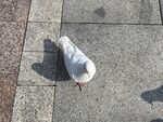 鸽子