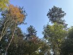 一排松树