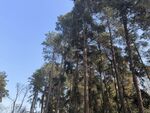 一排松林