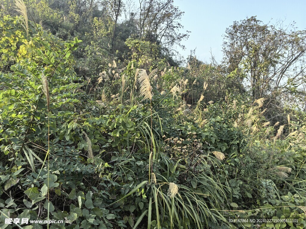 野外杂草