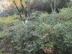 公园绿化