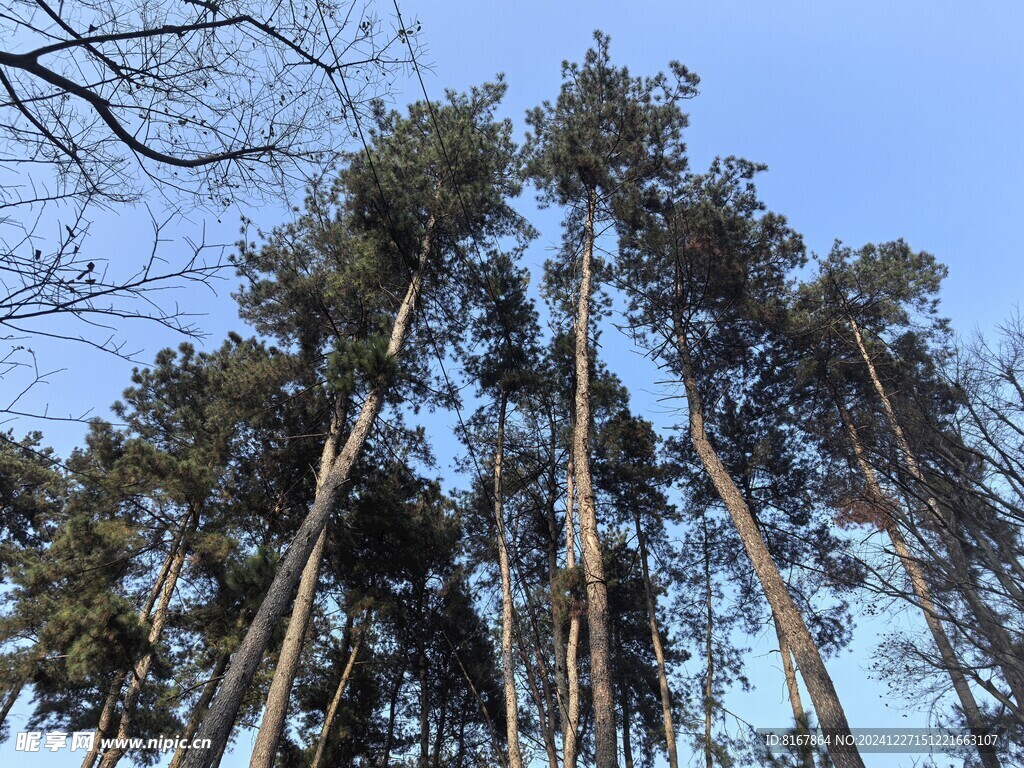 松林