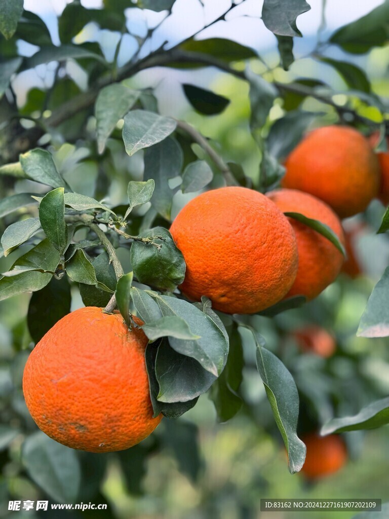 橘子