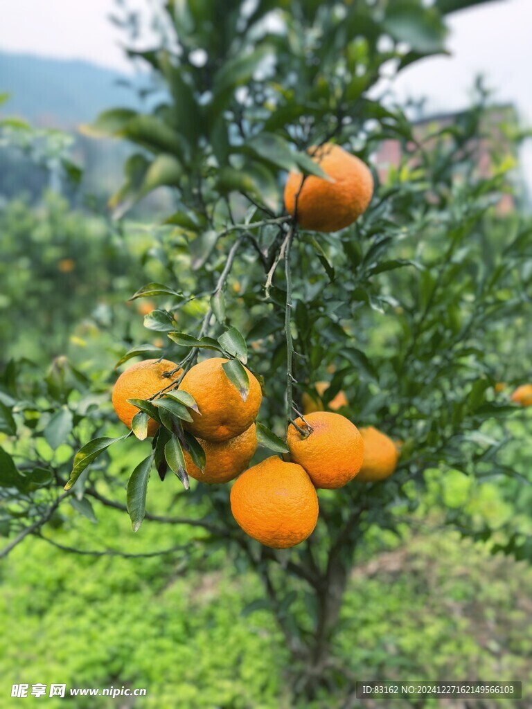 柑子树