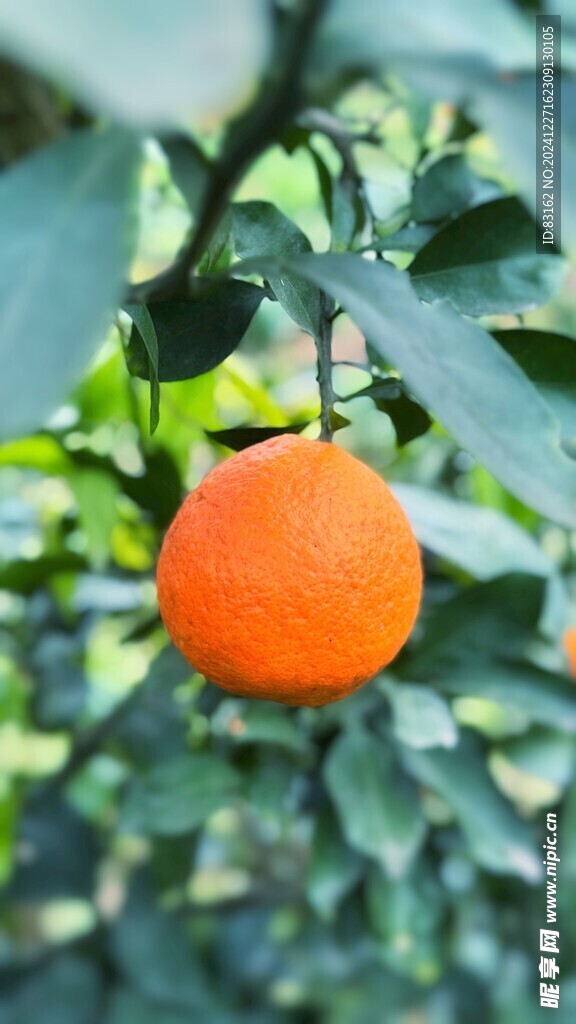 红橘