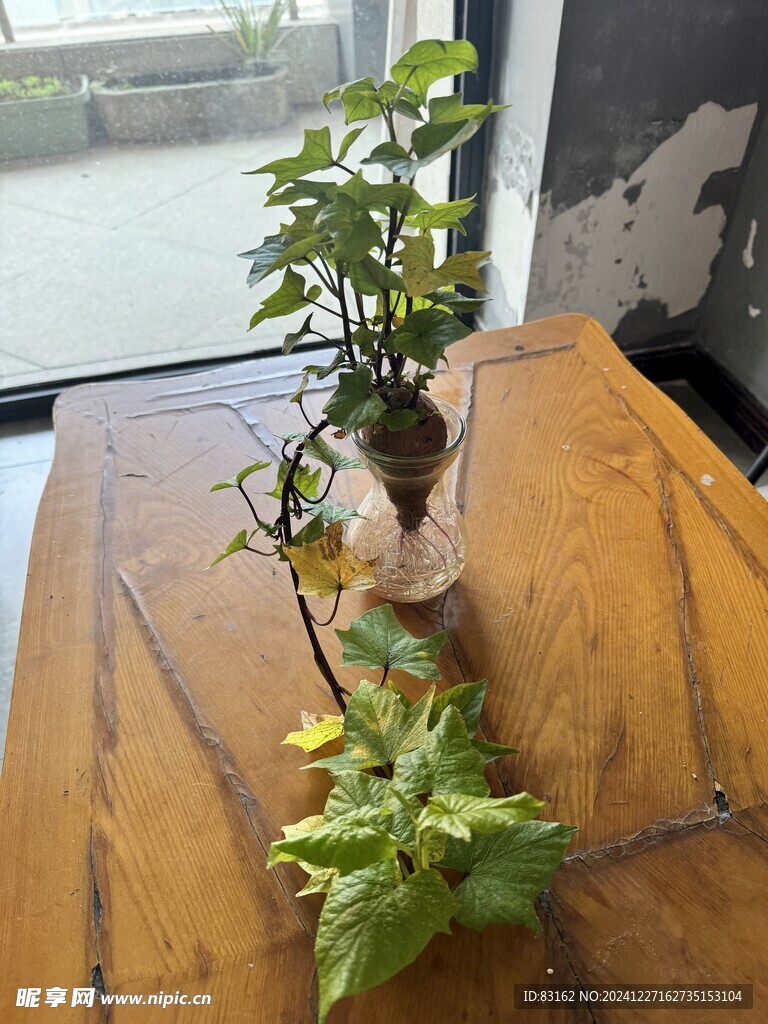 红苕花
