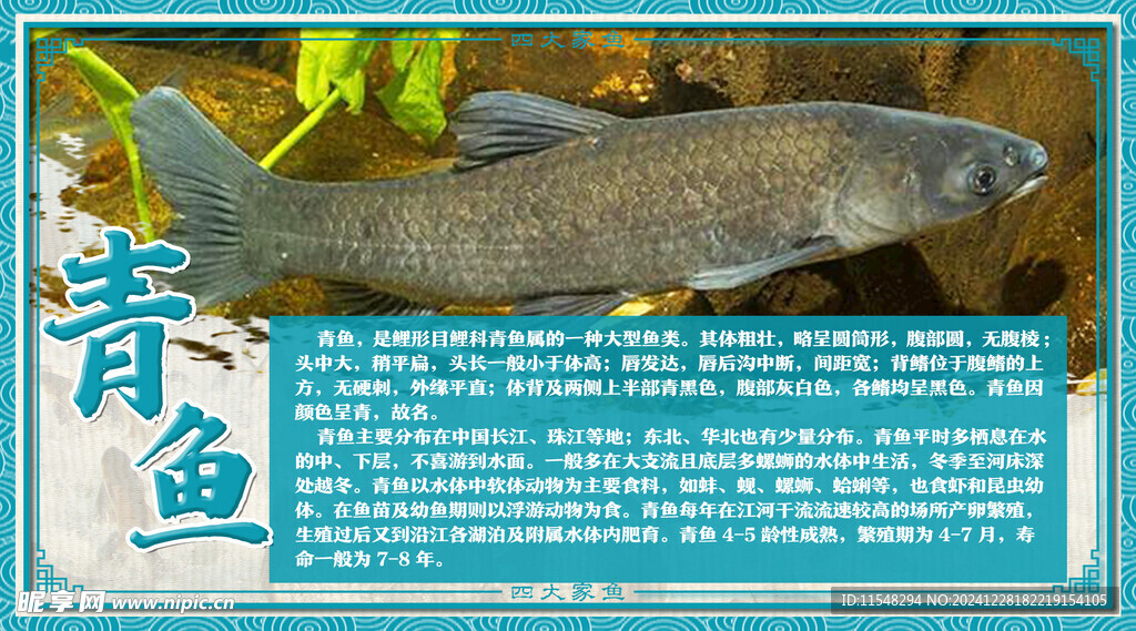 青鱼介绍牌