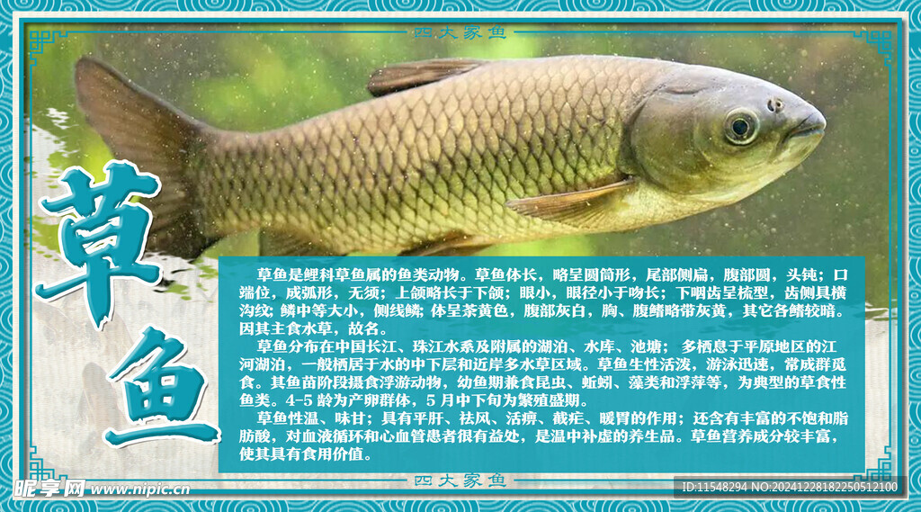 草鱼介绍牌